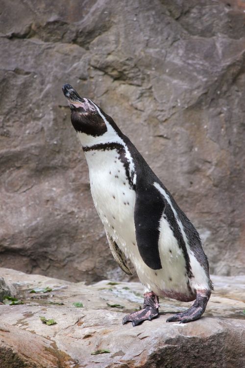 penguin zoo water bird