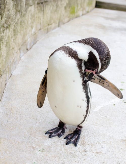 penguin zoo park