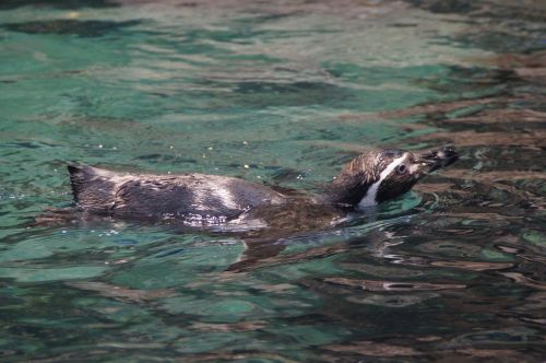 penguin floating zoo