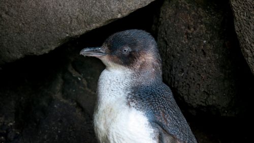 penguin australia wildlife