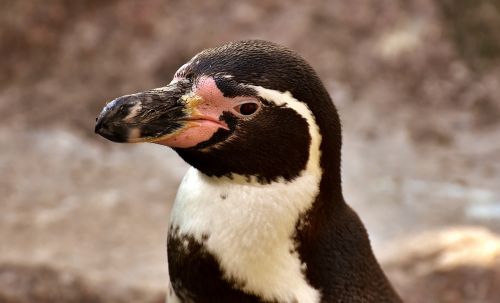 penguin animal animal world