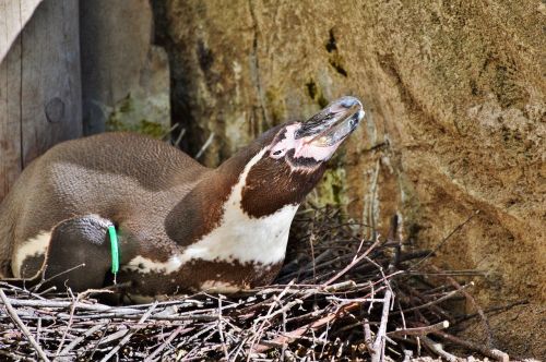 penguin bird water bird