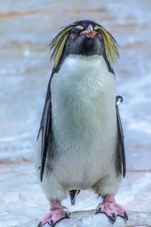 penguin animal bird