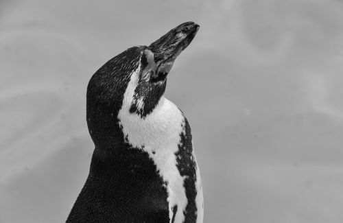 penguin bird nature