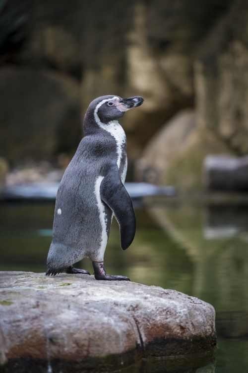 penguin seevogel humboldt penguin