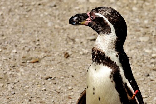 penguin animal animal world