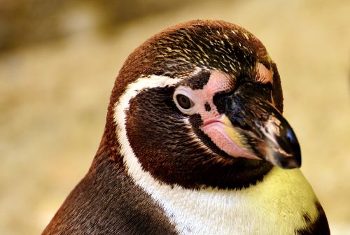 penguin animal animal world