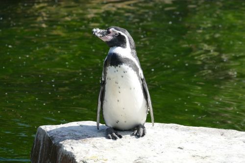 penguin sea antarctica