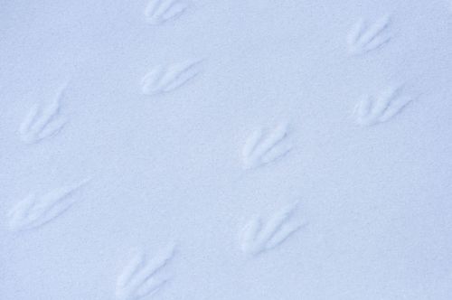 penguin footprints wildlife
