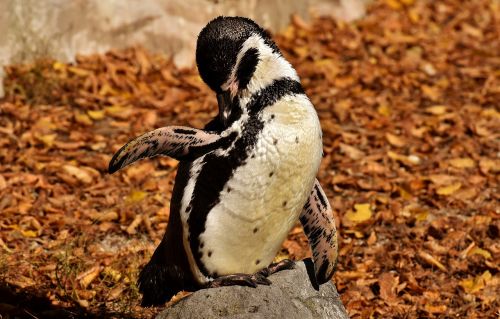 penguin animal animal world