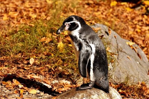 penguin animal animal world