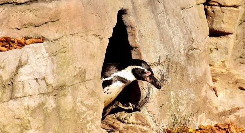 penguin animal animal world