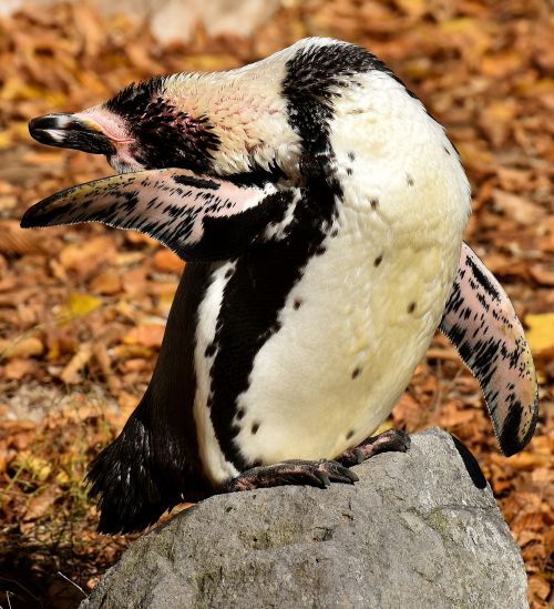 penguin animal animal world