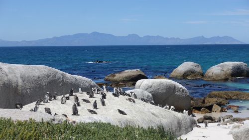 penguin sea view sunshine