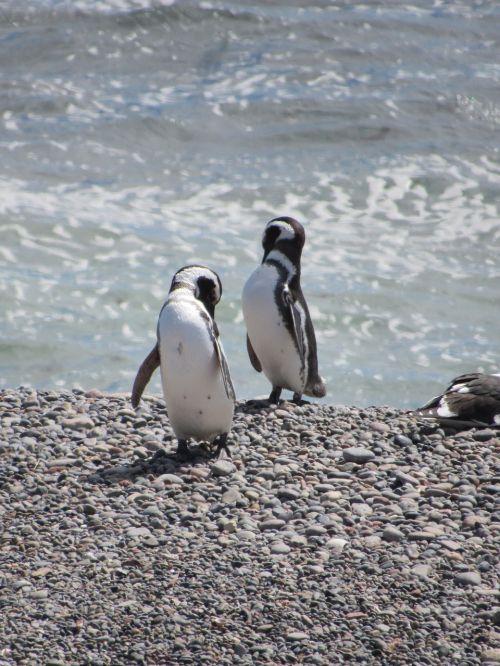 penguin magellan nature