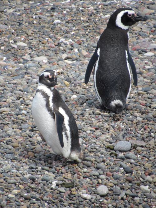 penguin magellan nature