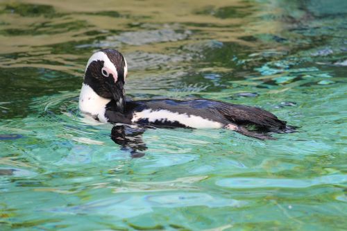 penguin water zoo