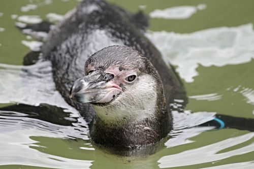 penguin swim head