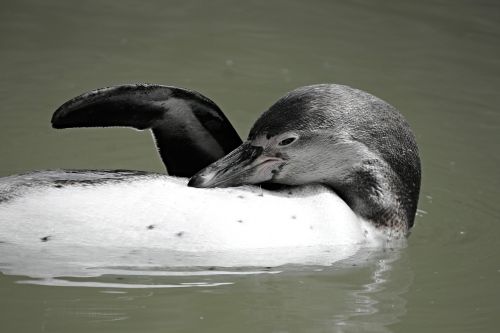 penguin swim fin