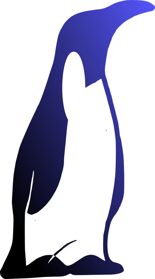 penguin bird animal