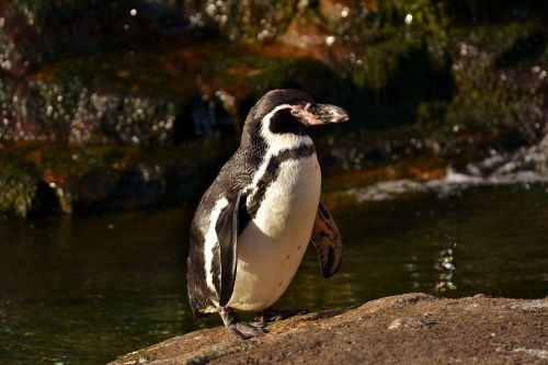 penguin animal animal world