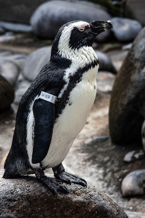 penguin humboldt penguin animal