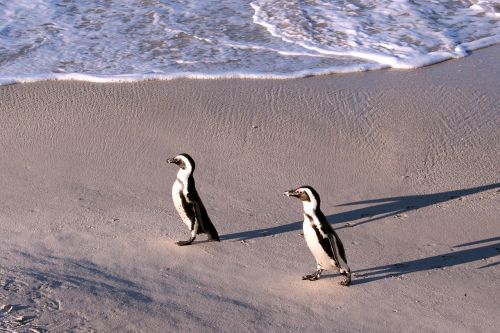 penguin nature sand