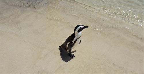 penguin sand water