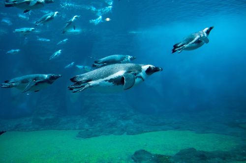 penguin shipped ocean