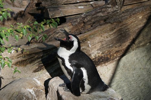 penguin  zoo  animal world