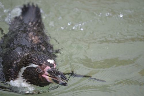 penguin swimming zoo