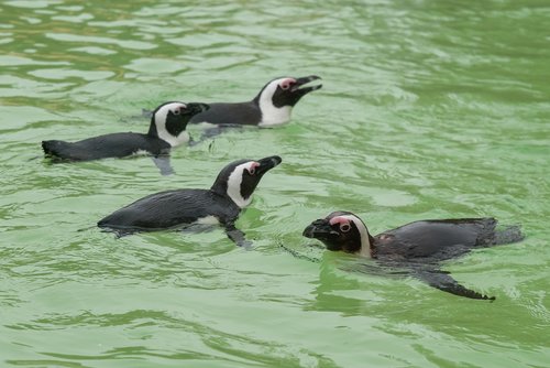 penguin  animal  bird