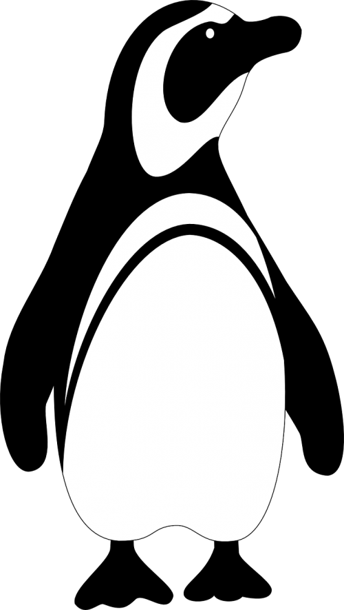 penguin standing animal