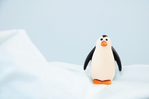 penguin  snow  bird
