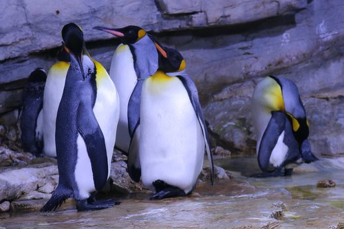 penguin  zoo  animal