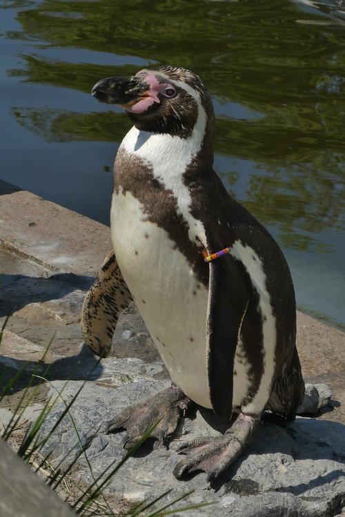penguin  zoo  zoo planckendael