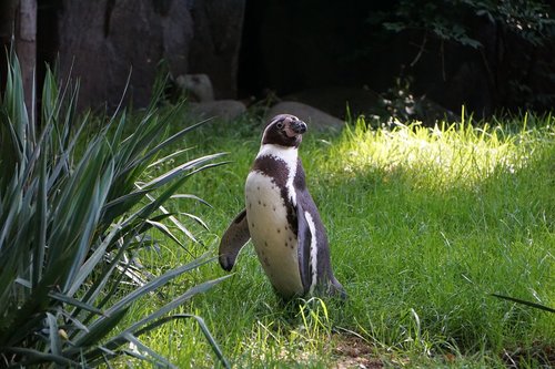 penguin  zoo  black and white
