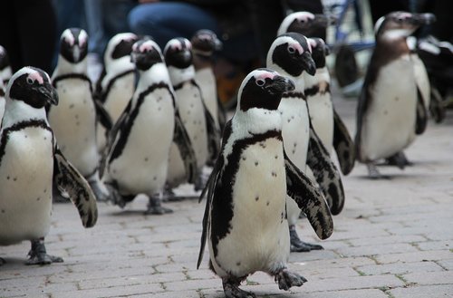 penguin  zoo  animal