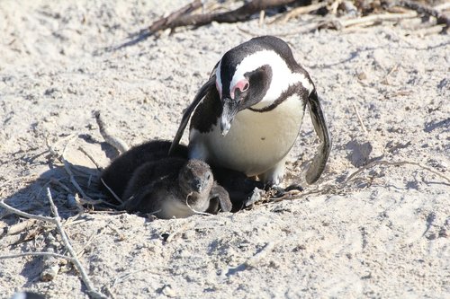 penguin  penguin baby  south africa