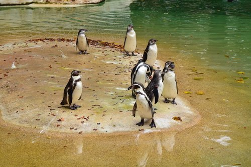 penguin  cold  animals
