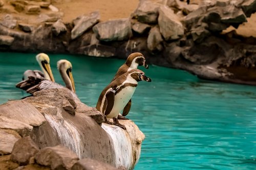 penguin  zoo  park