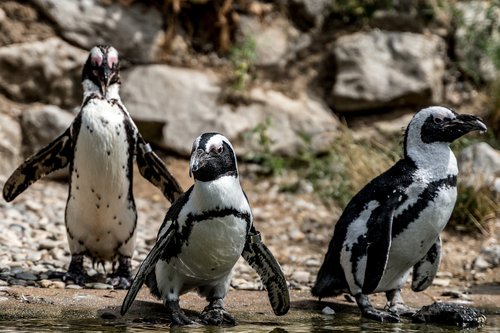 penguin  penguins  zoo