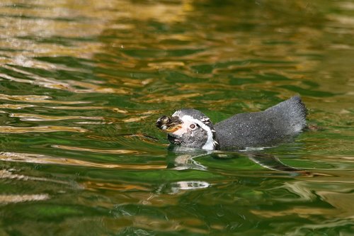 penguin  bird  animal