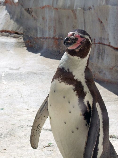 penguin humboldt penguin spheniscus humboldti