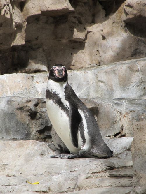 penguin humboldt penguin cute