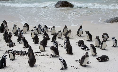 penguin banded penguin spheniscus demersus