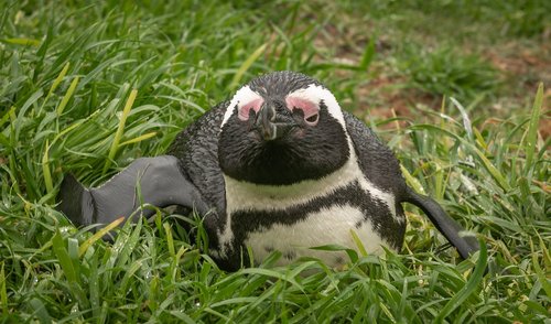 penguin  donkey penguin  south africa