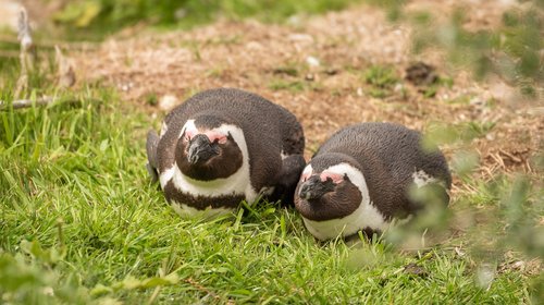 penguin  penguin couple  donkey penguin