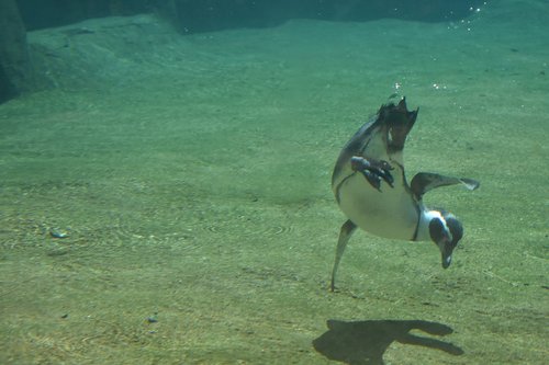 penguin  zoo  animal