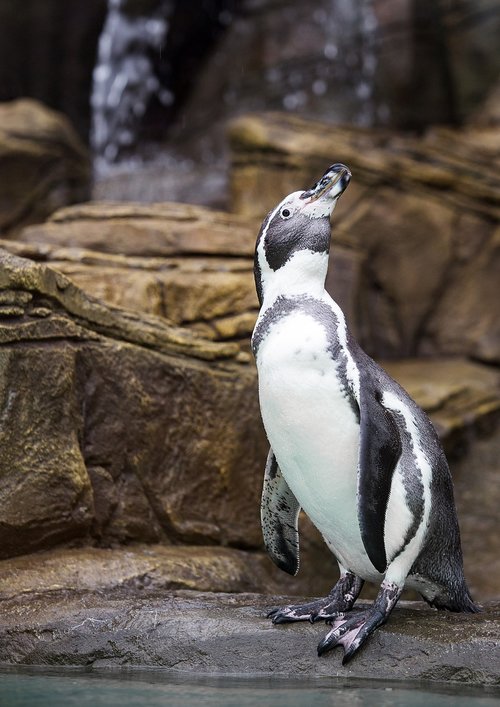 penguin  bird  zoo
